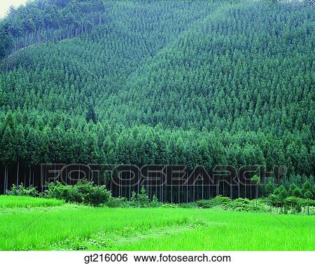 nature, landscape, scenery, scene, mountain, forest, trees View Large Photo Image Stock Photograph - nature, landscape, scenery, scene, mountain, forest, trees. Fotosearch