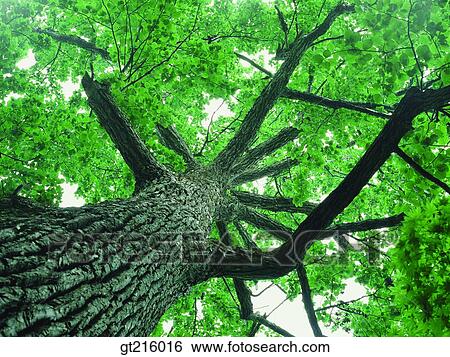 Stock Photograph - nature, landscape, scenery, scene, tree, summer, outdoor. Fotosearch