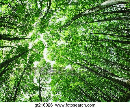 nature, landscape, scenery, scene, tree, forest, trees View Large Photo Image Stock Photograph - nature, landscape, scenery, scene, tree, forest, trees. Fotosearch
