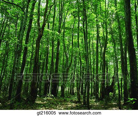 nature, landscape, scenery, scene, forest, trees, woods View Large Photo Image Stock Photography - nature, landscape, scenery, scene, forest, trees, woods. Fotosearch