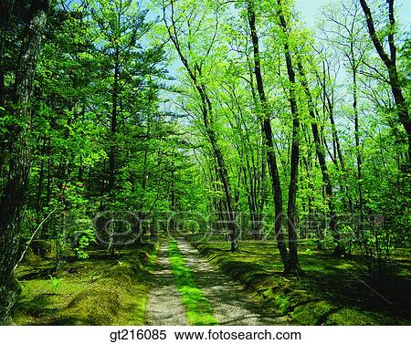 nature, landscape, scenery, scene, path, lane, street View Large Photo Image Stock Photography - nature, landscape, scenery, scene, path, lane, street. Fotosearch