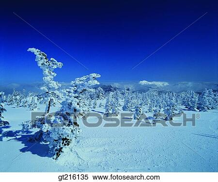 nature, landscape, scenery, scene, winter, snowscape, tree View Large Photo Image Stock Photography - nature, landscape, scenery, scene, winter, snowscape, tree. Fotosearch