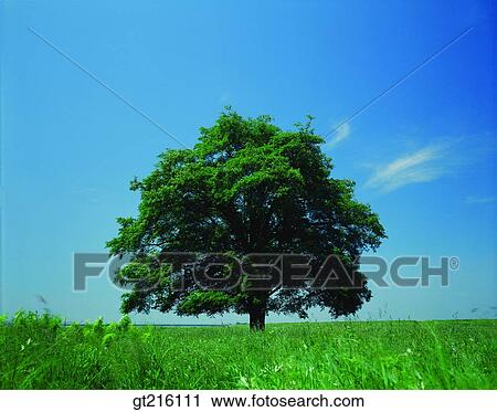 nature, landscape, scenery, scenetree, one, grass View Large Photo Image Stock Image - nature, landscape, scenery, scenetree, one, grass. Fotosearch