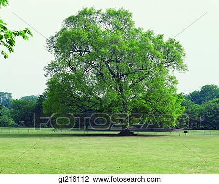 nature, landscape, scenery, scenetree, one, grass View Large Photo Image Stock Image - nature, landscape, scenery, scenetree, one, grass. Fotosearch