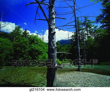 nature, mountain, river, tree, gravel, pebbles, outdoor View Large Photo Image Picture - nature, mountain, river, tree, gravel, pebbles, outdoor. Fotosearch