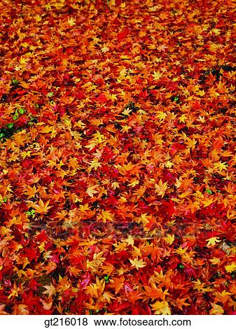 outdoor, exterior, day, daylight, daytime, maple View Large Photo Image Stock Photo - outdoor, exterior, day, daylight, daytime, maple. Fotosearch