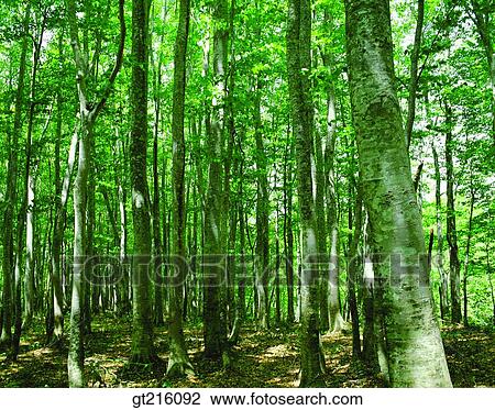 tree, forest, trees, woods, luxuriance, exuberance, mountain View Large Photo Image Stock Image - tree, forest, trees, woods, luxuriance, exuberance, mountain. Fotosearch