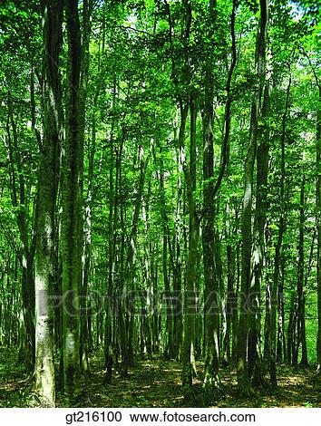 tree, forest, trees, woods, luxuriance, exuberance, nature View Large Photo Image Stock Image - tree, forest, trees, woods, luxuriance, exuberance, nature. Fotosearch