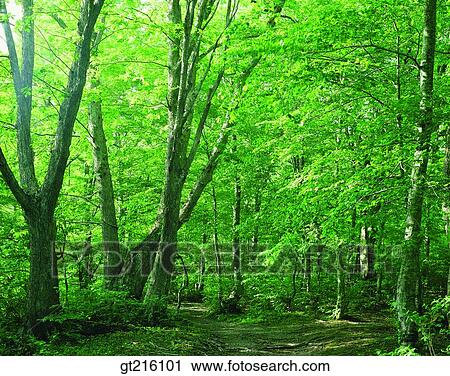 tree, forest, trees, woods, luxuriance, exuberance, nature View Large Photo Image Stock Image - tree, forest, trees, woods, luxuriance, exuberance, nature. Fotosearch