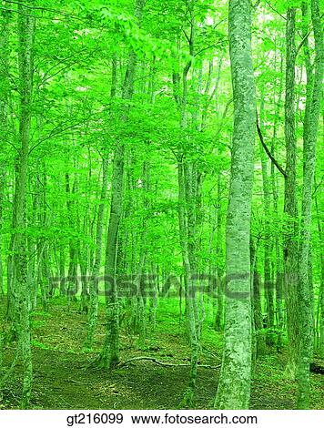 Stock Photo - tree, forest, trees, woods, luxuriance, exuberance, nature. Fotosearch