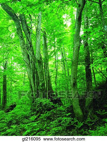 tree, forest, trees, woods, luxuriance, exuberance, nature View Large Photo Image Stock Photography - tree, forest, trees, woods, luxuriance, exuberance, nature. Fotosearch