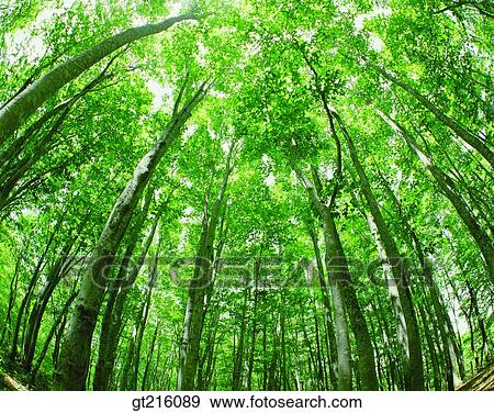 tree, many, luxuriance, exuberance, sunlight, light, forest View Large Photo Image Stock Photo - tree, many, luxuriance, exuberance, sunlight, light, forest. Fotosearch