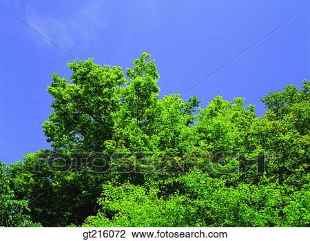tree, outdoor, exterior, day, daylight, daytime, sky View Large Photo Image Stock Image - tree, outdoor, exterior, day, daylight, daytime, sky. Fotosearch