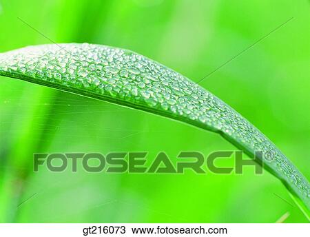 waterdrop, grass, meadowplant, outdoor, exterior, day, daylight View Large Photo Image Stock Image - waterdrop, grass, meadowplant, outdoor, exterior, day, daylight. Fotosearch