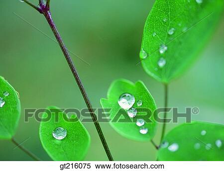 Stock Photography - waterdrop, grass, meadowplant, outdoor, exterior, day, daylight. Fotosearch