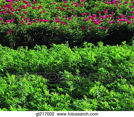 flower garden, flower bed, outdoor, exterior, day, daylight, daytime View Large Photo Image Stock Image - flower garden, flower bed, outdoor, exterior, day, daylight, daytime. Fotosearch