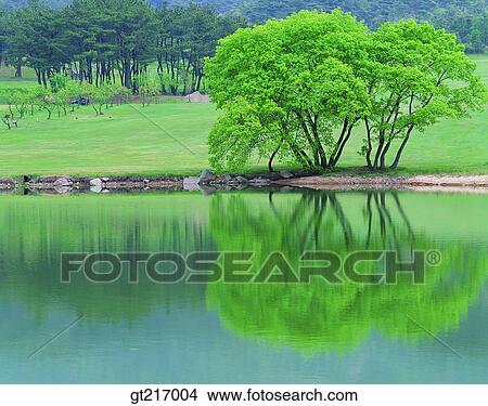 nature, landscape, scenery, scene, pond, tree, reflection View Large Photo Image Picture - nature, landscape, scenery, scene, pond, tree, reflection. Fotosearch