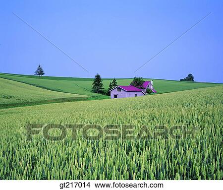 nature, landscape, scenery, scene, wheat, wheat farm, crop View Large Photo Image Picture - nature, landscape, scenery, scene, wheat, wheat farm, crop. Fotosearch