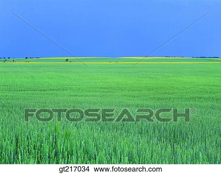 nature, landscape, scenery, scene, grass, plain, field View Large Photo Image Picture - nature, landscape, scenery, scene, grass, plain, field. Fotosearch