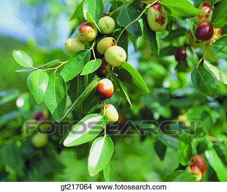 nature, landscape, scenery, scene, jujube, fruit, outdoor View Large Photo Image Picture - nature, landscape, scenery, scene, jujube, fruit, outdoor. Fotosearch