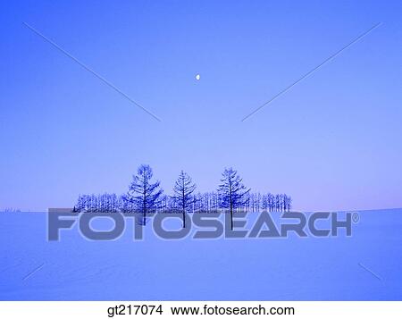 Picture - nature, landscape, scenery, scene, snowfield, snowscape, tree. Fotosearch