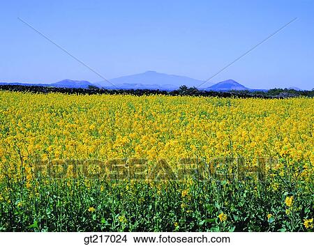 nature, landscape, scenery, scene, rape garden, flower bed View Large Photo Image Picture - nature, landscape, scenery, scene, rape garden, flower bed. Fotosearch