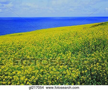 nature, landscape, scenery, scene, rape garden, flower bed View Large Photo Image Picture - nature, landscape, scenery, scene, rape garden, flower bed. Fotosearch
