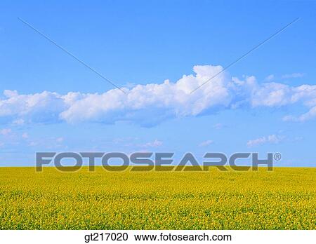 Stock Image - nature, landscape, scenery, scene, rape garden, flower bed, flower garden. Fotosearch