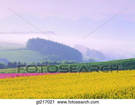nature, landscape, scenery, scene, rape garden, flower bed, flower garden View Large Photo Image Stock Image - nature, landscape, scenery, scene, rape garden, flower bed, flower garden. Fotosearch