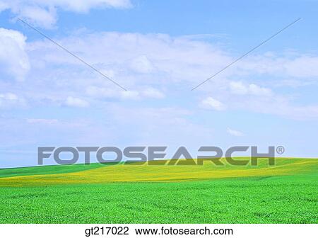 nature, landscape, scenery, scene, rape garden, flower bed, hill View Large Photo Image Stock Image - nature, landscape, scenery, scene, rape garden, flower bed, hill. Fotosearch