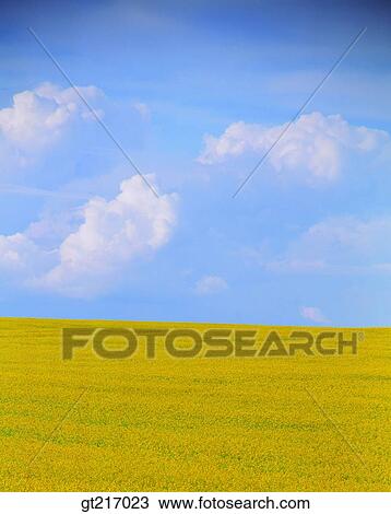 nature, landscape, scenery, scene, rape garden, flower bed View Large Photo Image Stock Image - nature, landscape, scenery, scene, rape garden, flower bed. Fotosearch