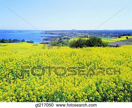 nature, landscape, scenery, scene, rape garden, flower bed View Large Photo Image Stock Image - nature, landscape, scenery, scene, rape garden, flower bed. Fotosearch
