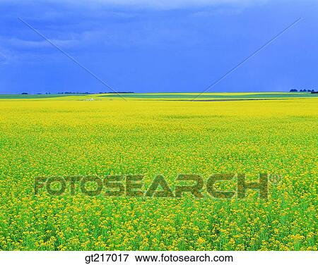 nature, landscape, scenery, scene, rape garden, flower bed, flower garden View Large Photo Image Stock Photo - nature, landscape, scenery, scene, rape garden, flower bed, flower garden. Fotosearch