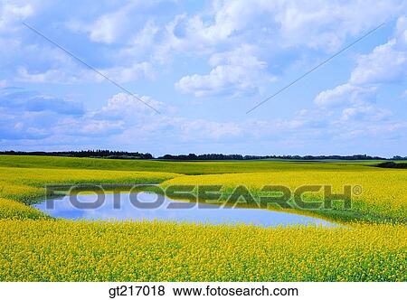 nature, landscape, scenery, scene, rape garden, flower bed, flower garden View Large Photo Image Stock Photo - nature, landscape, scenery, scene, rape garden, flower bed, flower garden. Fotosearch