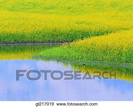 Stock Photo - nature, landscape, scenery, scene, rape garden, flower bed, flower garden. Fotosearch