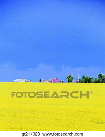 Stock Photo - nature, landscape, scenery, scene, rape garden, flower bed, flower garden. Fotosearch