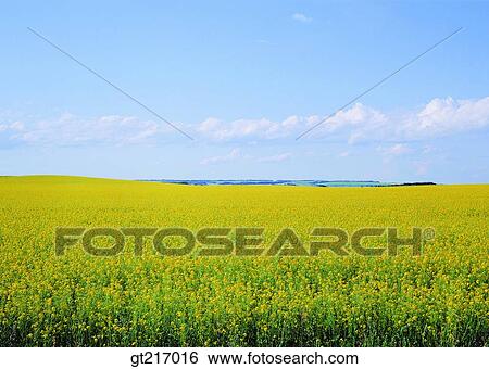 nature, landscape, scenery, scene, rape garden, flower bed, flower garden View Large Photo Image Stock Photograph - nature, landscape, scenery, scene, rape garden, flower bed, flower garden. Fotosearch