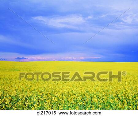 Stock Photography - nature, landscape, scenery, scene, rape garden, flower bed, flower garden. Fotosearch