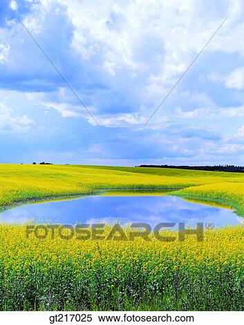 Stock Photography - nature, landscape, scenery, scene, rape garden, flower bed. Fotosearch