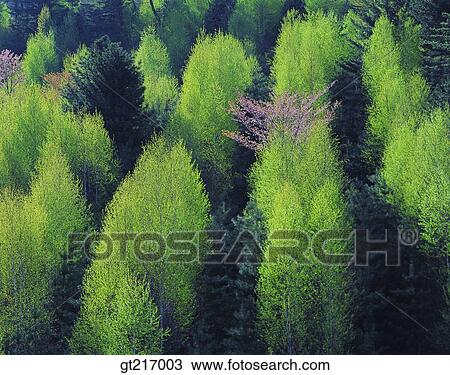 nature, landscape, scenery, scene, tree, forest, trees View Large Photo Image Stock Image - nature, landscape, scenery, scene, tree, forest, trees. Fotosearch