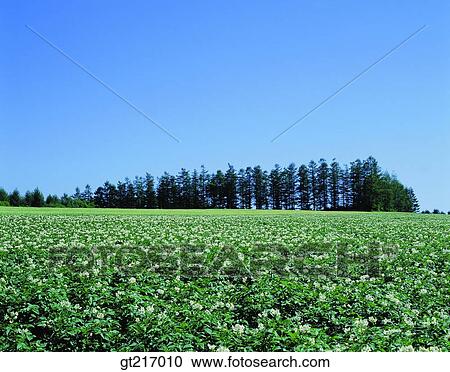 Stock Image - nature, landscape, scenery, scene, plain, field, crops. Fotosearch