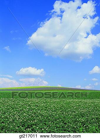 Stock Image - nature, landscape, scenery, scene, plain, field, crops. Fotosearch