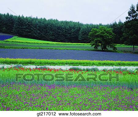 nature, landscape, scenery, scene, plain, field, flower garden View Large Photo Image Stock Image - nature, landscape, scenery, scene, plain, field, flower garden. Fotosearch