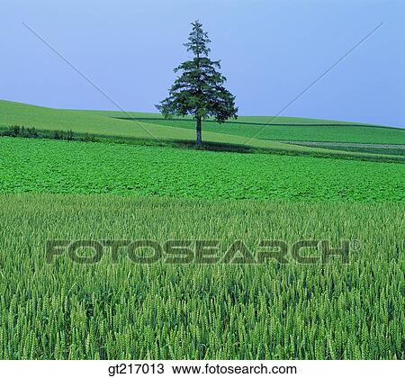 nature, landscape, scenery, scene, wheat, wheat farm, crop View Large Photo Image Stock Image - nature, landscape, scenery, scene, wheat, wheat farm, crop. Fotosearch