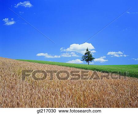 nature, landscape, scenery, scene, wheat, wheat farm, crops View Large Photo Image Stock Image - nature, landscape, scenery, scene, wheat, wheat farm, crops. Fotosearch
