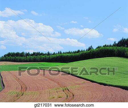 nature, landscape, scenery, scene, wheat, wheat farm, crops View Large Photo Image Stock Image - nature, landscape, scenery, scene, wheat, wheat farm, crops. Fotosearch