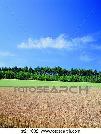 nature, landscape, scenery, scene, wheat, wheat farm, plain View Large Photo Image Stock Image - nature, landscape, scenery, scene, wheat, wheat farm, plain. Fotosearch