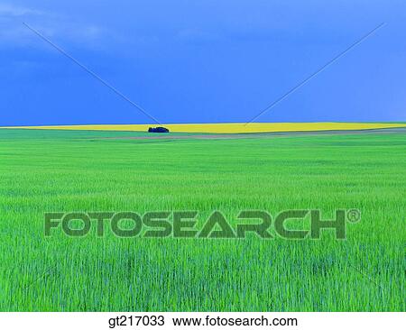 nature, landscape, scenery, scene, grass, plain, field View Large Photo Image Stock Image - nature, landscape, scenery, scene, grass, plain, field. Fotosearch