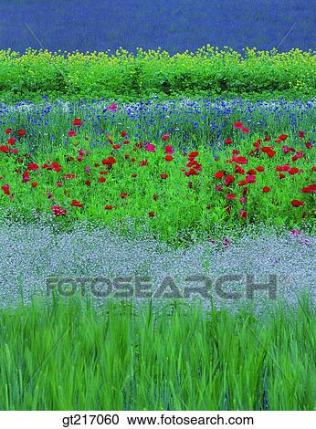nature, landscape, scenery, scene, flower garden, flower bed, plain View Large Photo Image Stock Image - nature, landscape, scenery, scene, flower garden, flower bed, plain. Fotosearch