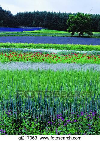 Stock Image - nature, landscape, scenery, scene, flower garden, plain, field. Fotosearch